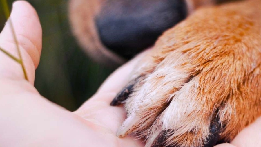 Dog sanctuary